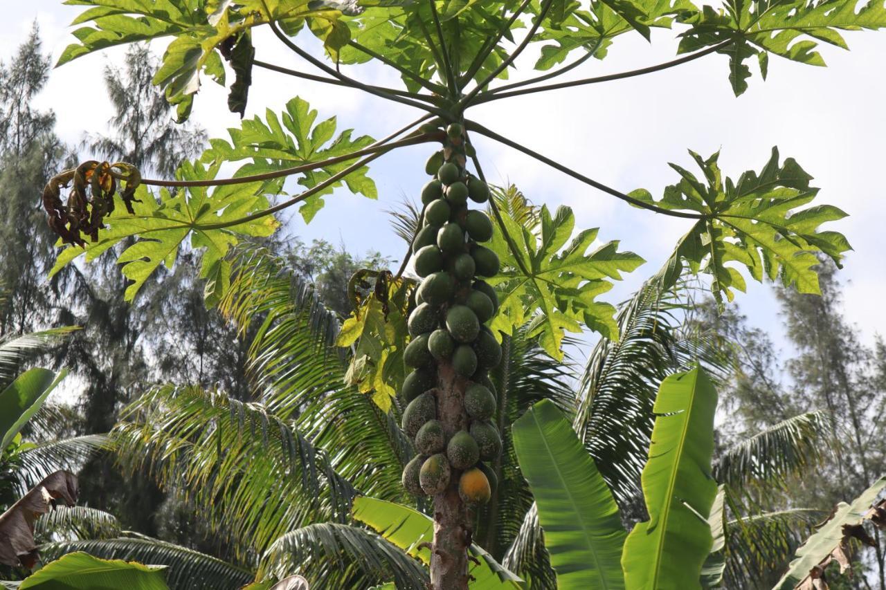 Paradise Eco Village Pahoa Exterior photo